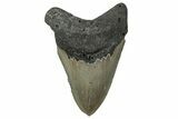 Serrated, Fossil Megalodon Tooth - North Carolina #347037-1